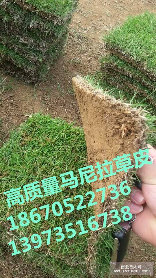 海南草皮价格