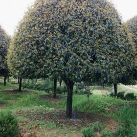 湖南桂花，精品桂花基地，桂花小苗