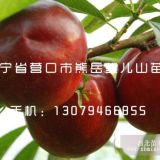 大棚溫室桃苗中油4號(hào)桃苗