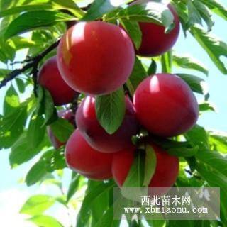 无锡水蜜桃树苗