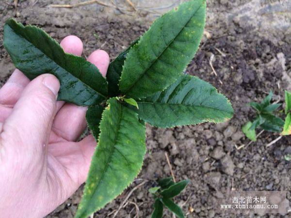 藍桂花