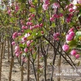 大量冬青紫叶李西府海棠