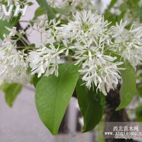 2-8公分雪罗苗，油根子，流苏苗