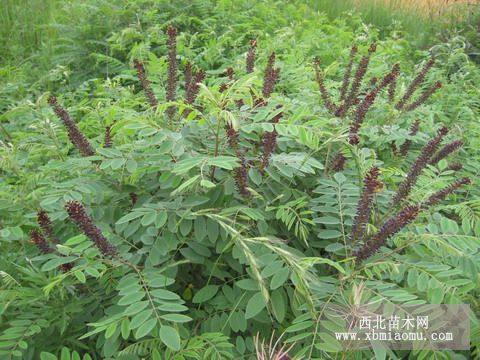 紫穗槐香花槐