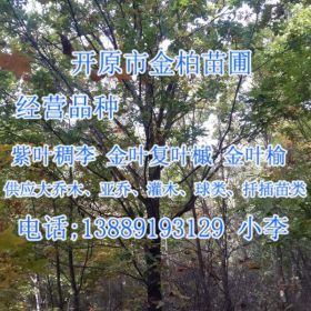 東北大樹遼寧吉林蒙古櫟 叢生蒙古