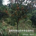 簡陽市湖山花木-桂花樹苗-丹桂