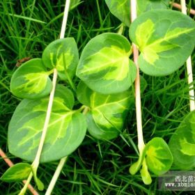 花叶长春蔓价格沭阳花叶长春蔓基地