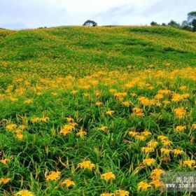 大花萱草价格 沭阳大花萱草基地