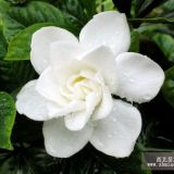 梔子花 梔子花價(jià)格 自產(chǎn)自銷梔子