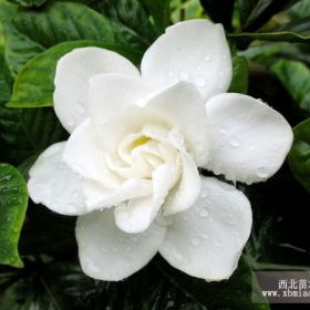 栀子花 栀子花价格 自产自销栀子