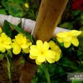 迎春花 沭陽(yáng)迎春花價(jià)格