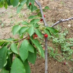 烟台市无双大樱桃苹果苗木基地