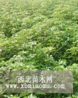 供應(yīng)香樟小苗、一年生香樟芽苗