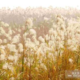 芦苇  芦苇价格沭阳芦苇基地