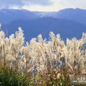 供应优质芦苇  芦苇价格