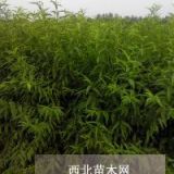 毛桃苗毛桃實(shí)生苗山東毛桃苗價(jià)格