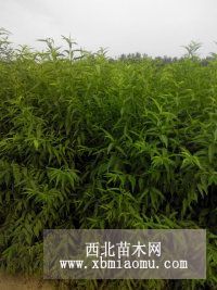 毛桃苗毛桃实生苗山东毛桃苗价格