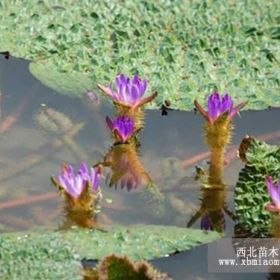 芡实  供应优质芡实  芡实价格