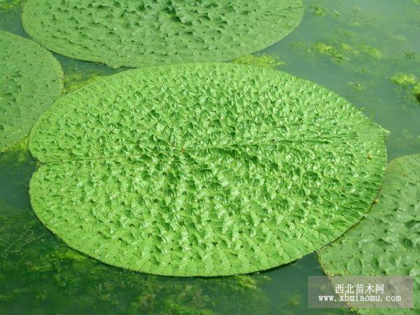 芡實