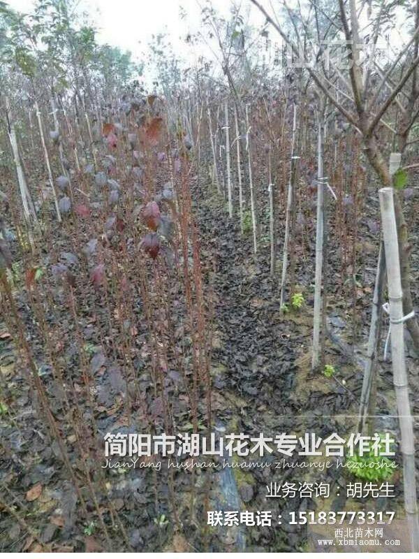 櫻花苗