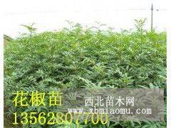 花椒苗哪里多 花椒苗什么价格