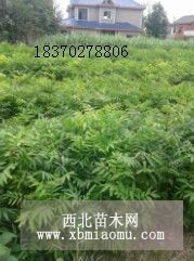 批发当年小苗无患子