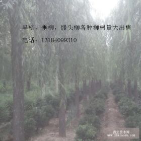 8公分垂柳价格