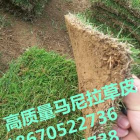 佳草皮【仙桃草皮】仙桃草皮价格