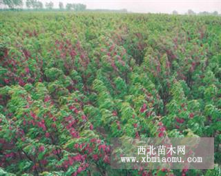 優(yōu)質(zhì)香花槐哪家便宜 香花槐種植基