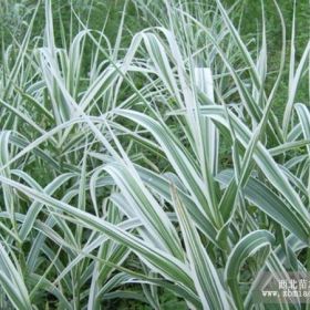 江苏花叶芦竹价格 花叶芦竹批发