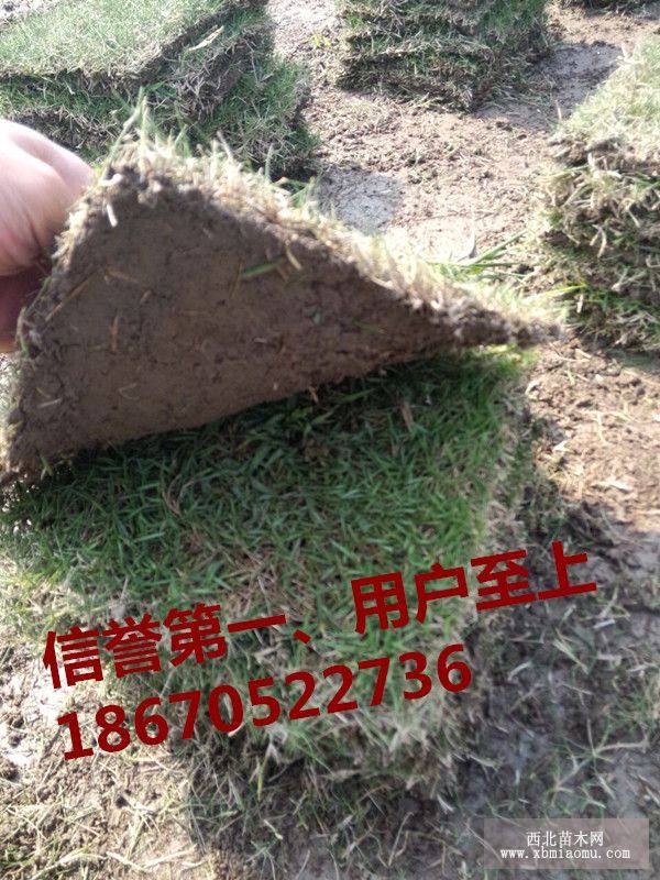 福建草皮价格