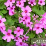 紅花草價(jià)格