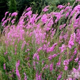 千屈菜千屈菜价格沭阳千屈菜基地