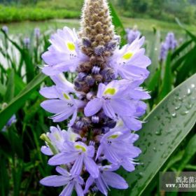 供应海寿花 江苏海寿花价格