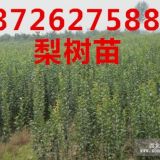 梨樹苗大量出售