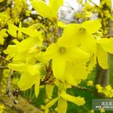 金鐘花金鐘花價(jià)格沭陽(yáng)金鐘花基地