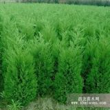 蜀桧 江苏蜀桧价格 江苏蜀桧基地