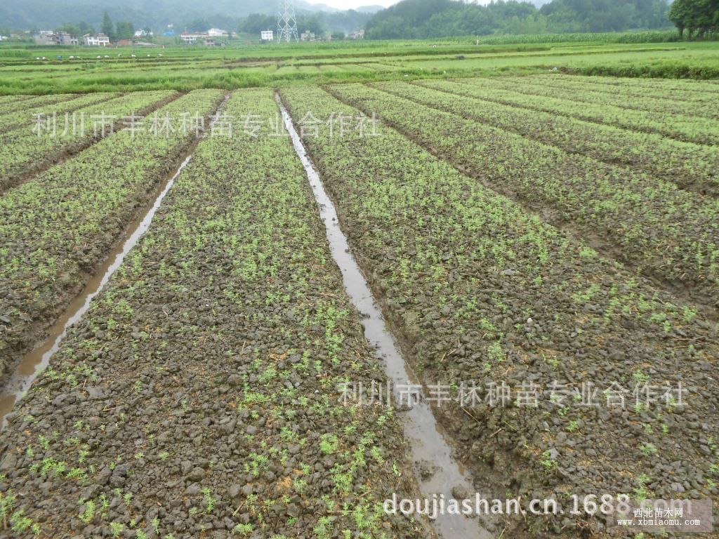 利川原产地自产自销一年生水杉