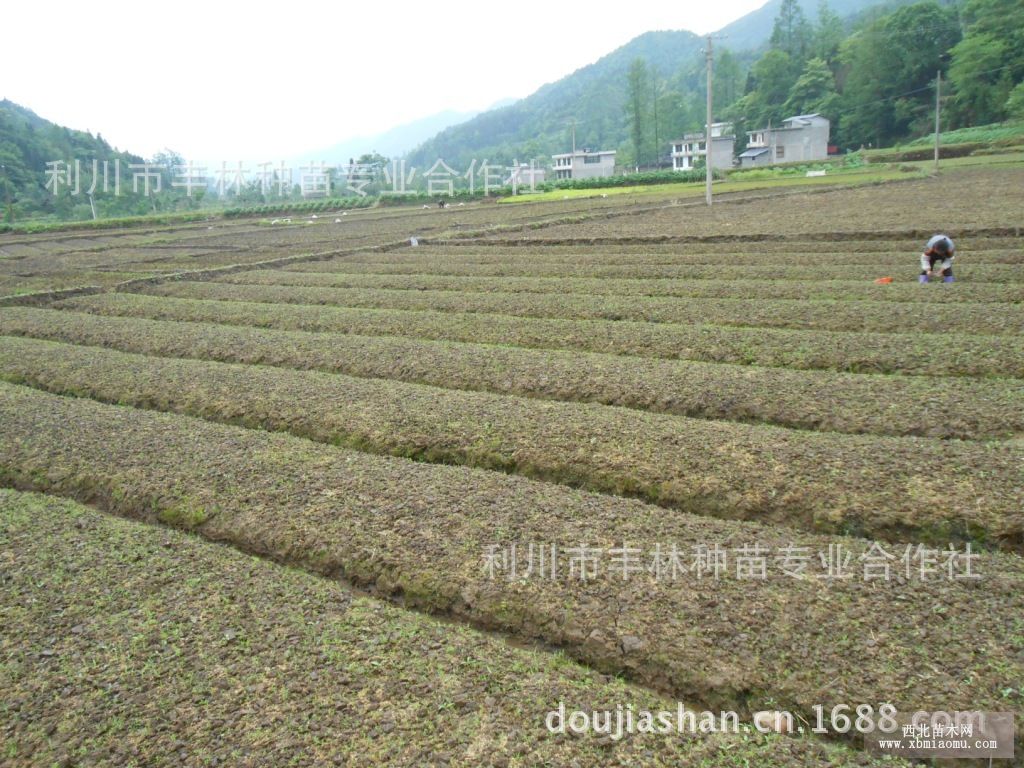 利川原产地自产自销一年生水杉