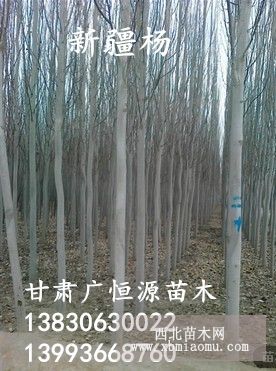 新疆杨苗圃供应各种规格新疆杨