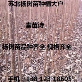 107杨树苗价格