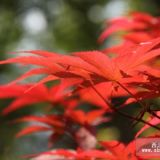 鸡爪槭鸡爪槭价格北京鸡爪槭价格