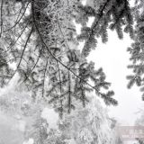 雪松 山東雪松價格 山東雪松基地