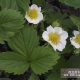 草莓草莓價(jià)格草莓基地草莓批發(fā)山東