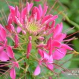 醉蝶花醉蝶花价格醉蝶花基地山东青