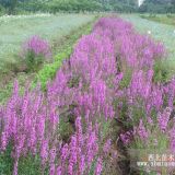 千屈菜 水生植物 千屈菜價(jià)格 水生類