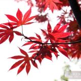 江蘇紅楓價格3公分、5公分紅楓