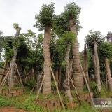 重阳木重阳木价格沭阳重阳木价格