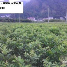 臨安忠漢苗木合作社供美國山核桃苗