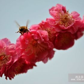 红梅 山东红梅价格 山东红梅基地